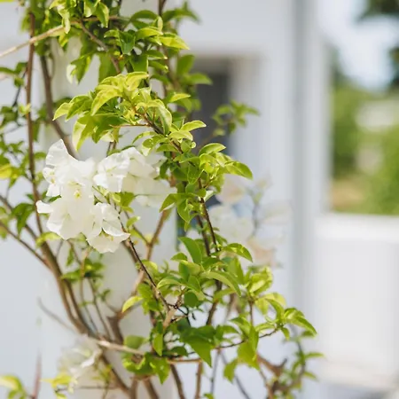 Capital Skopelos Aparthotel *
